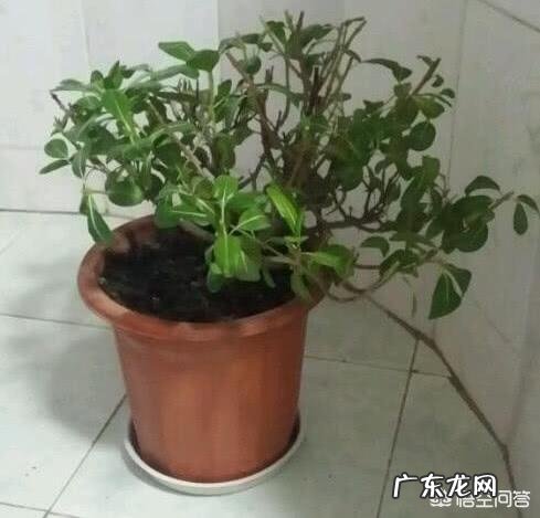 长春花可以养成老桩吗？