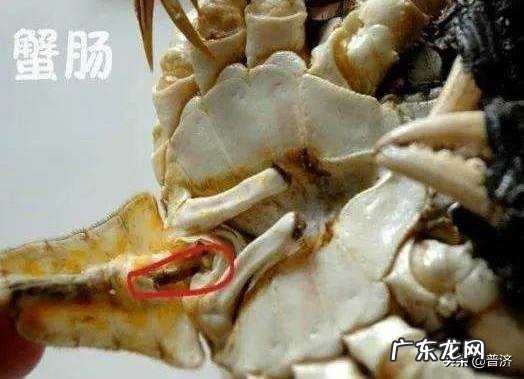 螃蟹的哪些部位不能吃?
