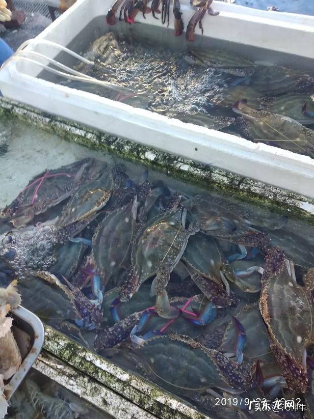 螃蟹的哪些部位不能吃？