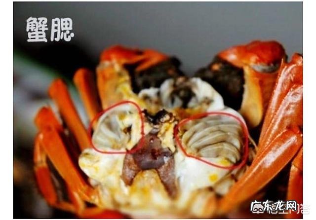 螃蟹的哪些部位不能吃?