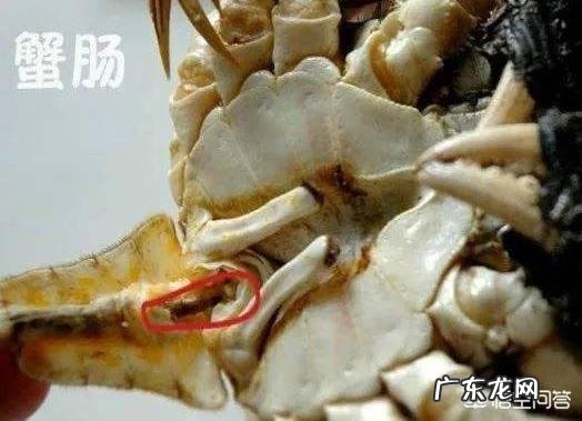 螃蟹的哪些部位不能吃?