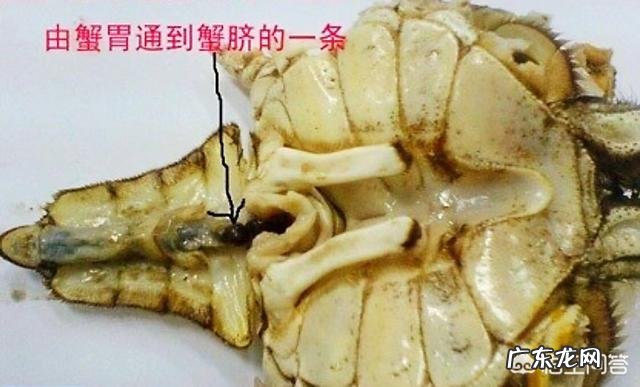 螃蟹的哪些部位不能吃?