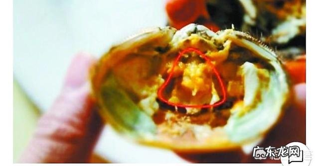 螃蟹的哪些部位不能吃?