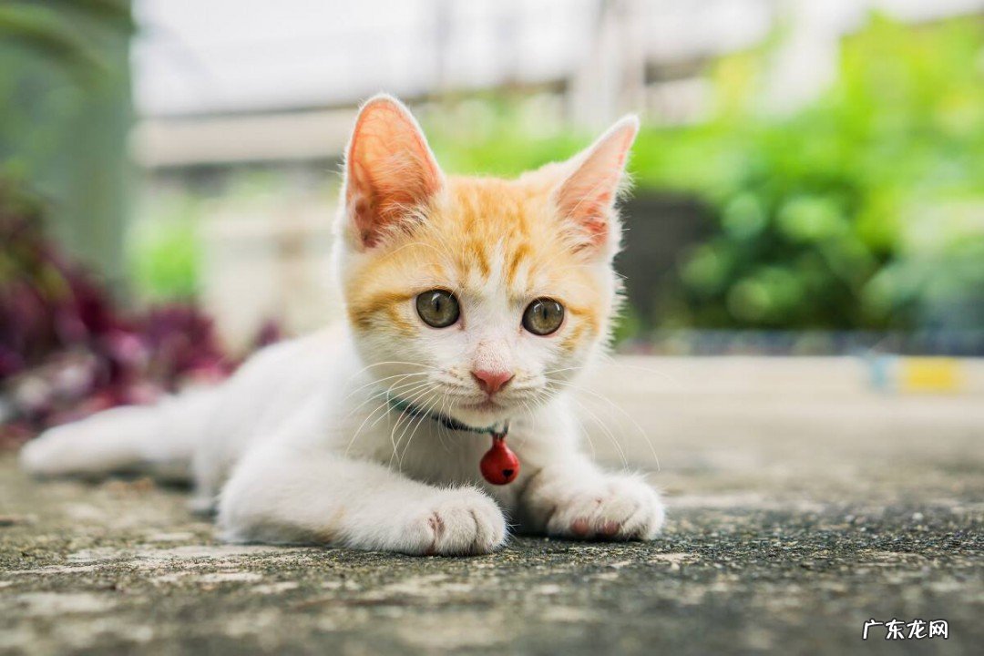 怎么做猫咪铃铛