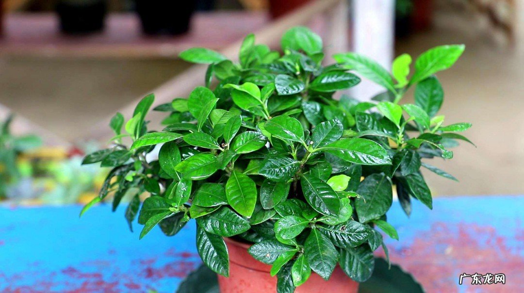 栀子花适合在室内养吗