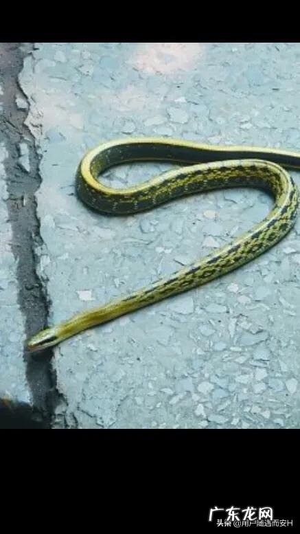 有什么关于蛇的故事吗?