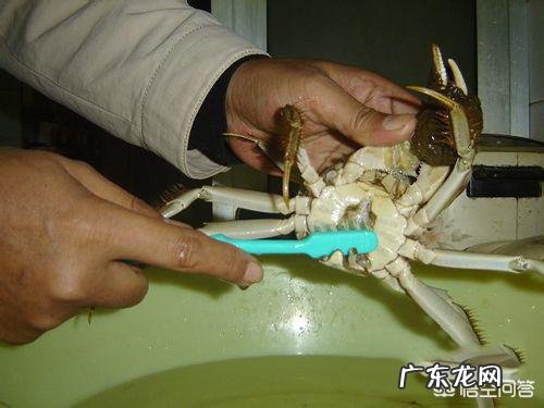 螃蟹怎么清洗?