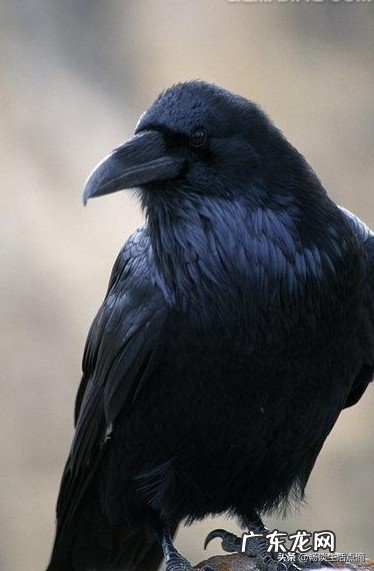 喜鹊窝与风水相关 家里院子好多麻雀风水