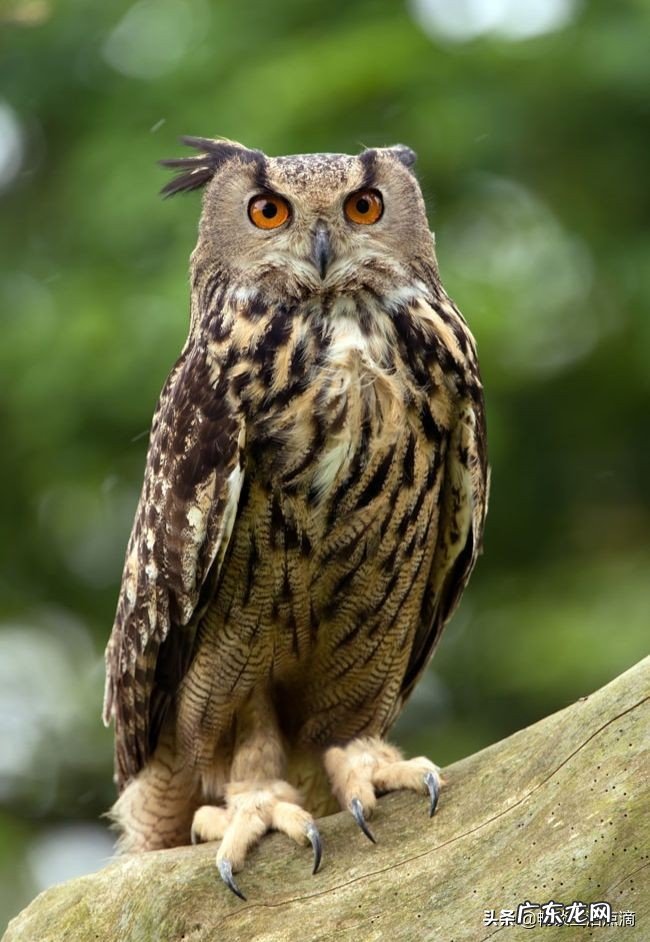 喜鹊窝与风水相关 家里院子好多麻雀风水