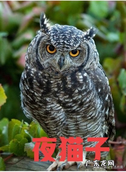 喜鹊窝与风水相关 家里院子好多麻雀风水