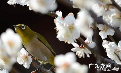 有人说2019年是“寡妇年”,“寡妇年”特别容易遭受“倒春寒”,这是真的吗?