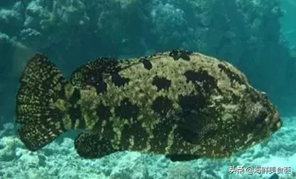 海红斑学名 海红斑的图片