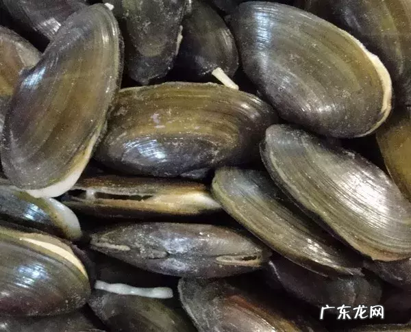 美食|沙螺~ILOVEYOU海鲜之歌 沙螺图片