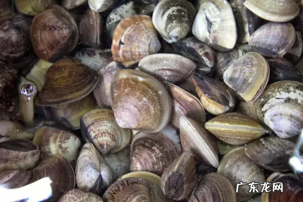 美食|沙螺~ILOVEYOU海鲜之歌 沙螺图片