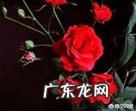 玫瑰花的花语是什么?