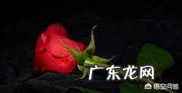 玫瑰花的花语是什么?