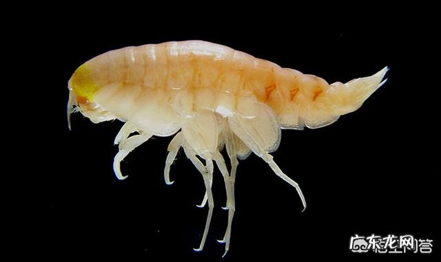 为什么深海的动物那么大?