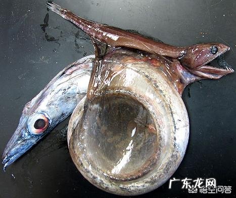 为什么深海的动物那么大?