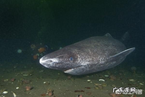 为什么深海的动物那么大?