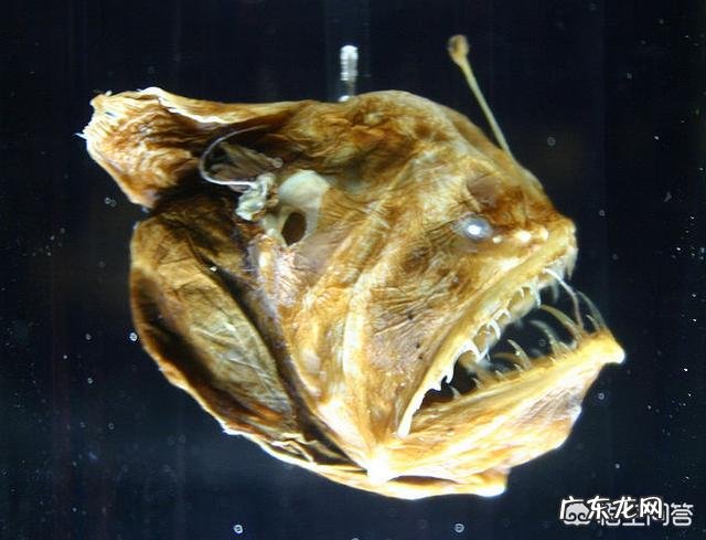 为什么深海的动物那么大?