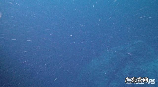 为什么深海的动物那么大?