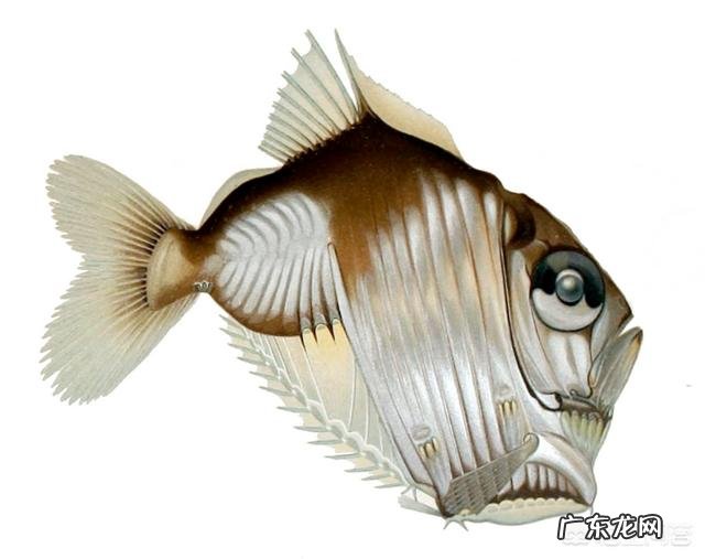 为什么深海的动物那么大?