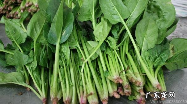 如果完全养生饮食，还有多少东西可以吃？