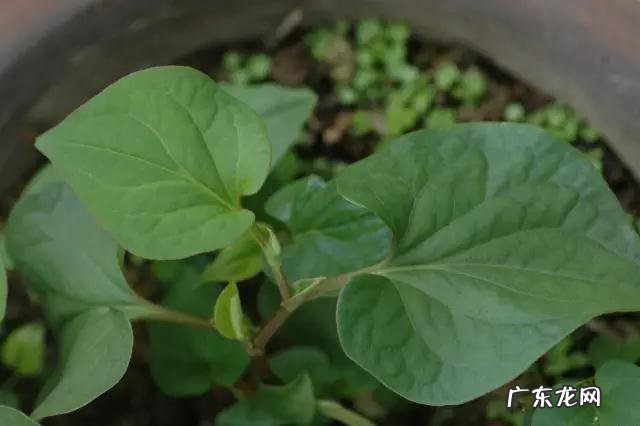 鼠曲草有什么作用 鼠曲草的功效与禁忌是什么