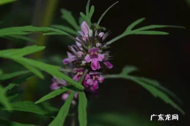 鼠曲草有什么作用 鼠曲草的功效与禁忌是什么