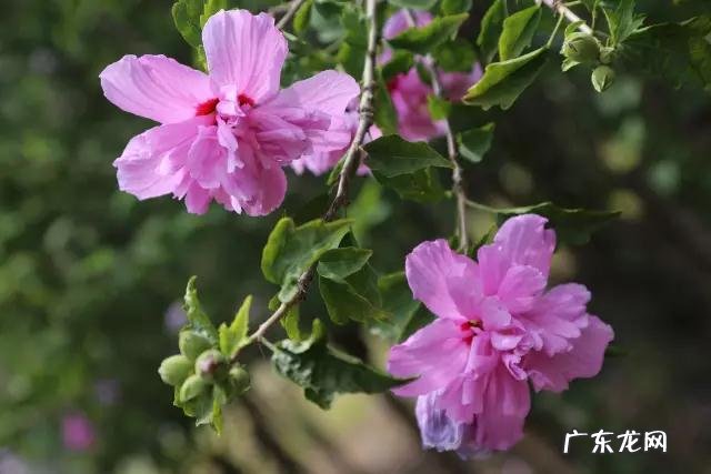 鼠曲草有什么作用 鼠曲草的功效与禁忌是什么