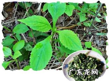 鼠曲草有什么作用 鼠曲草的功效与禁忌是什么