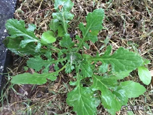 鼠曲草有什么作用 鼠曲草的功效与禁忌是什么