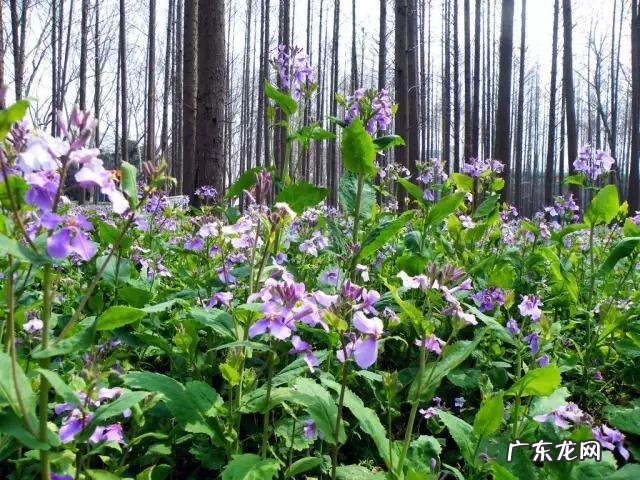 鼠曲草有什么作用 鼠曲草的功效与禁忌是什么