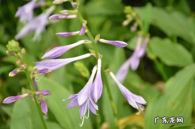 鼠曲草有什么作用 鼠曲草的功效与禁忌是什么