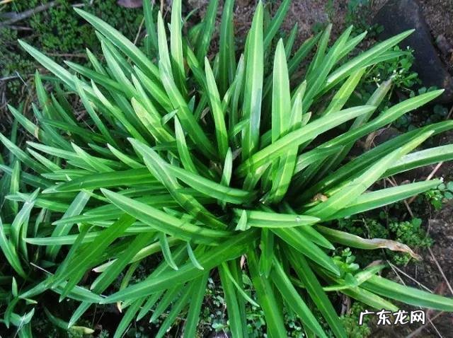 鼠曲草有什么作用 鼠曲草的功效与禁忌是什么