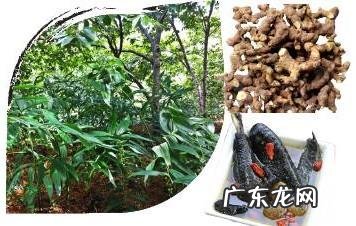 鼠曲草有什么作用 鼠曲草的功效与禁忌是什么