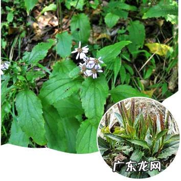 鼠曲草有什么作用 鼠曲草的功效与禁忌是什么