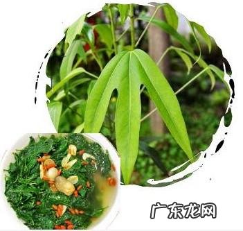 鼠曲草有什么作用 鼠曲草的功效与禁忌是什么