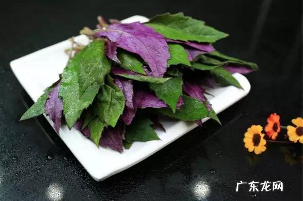 鼠曲草有什么作用 鼠曲草的功效与禁忌是什么