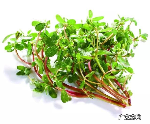 鼠曲草有什么作用 鼠曲草的功效与禁忌是什么