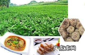 鼠曲草有什么作用 鼠曲草的功效与禁忌是什么