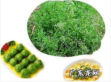 鼠曲草有什么作用 鼠曲草的功效与禁忌是什么