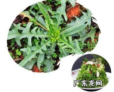 鼠曲草有什么作用 鼠曲草的功效与禁忌是什么