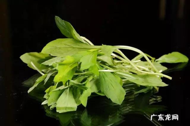 鼠曲草有什么作用 鼠曲草的功效与禁忌是什么