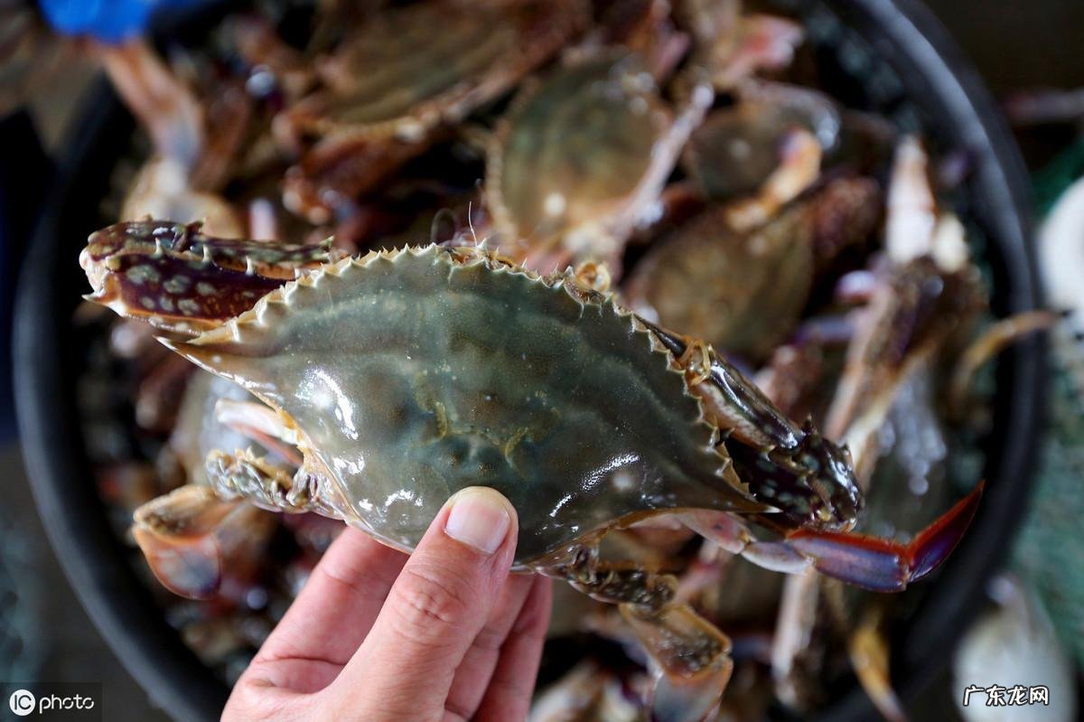 梭子蟹水煮多久最佳时间 梭子蟹蒸多久最佳时间