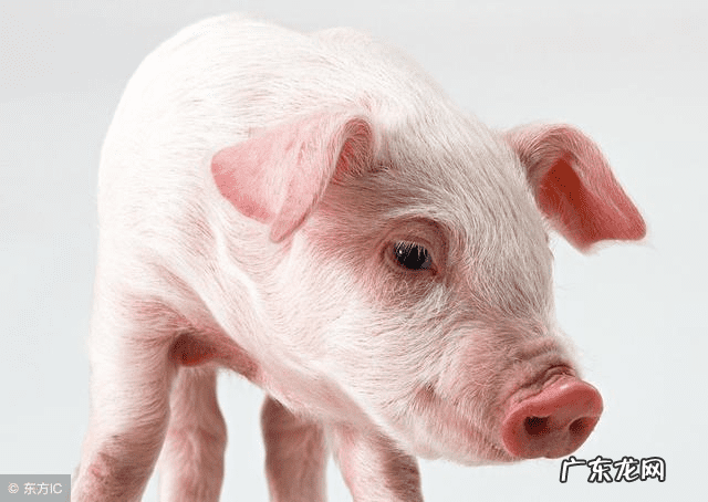 金猪生大钱极速版 大金猪是谁