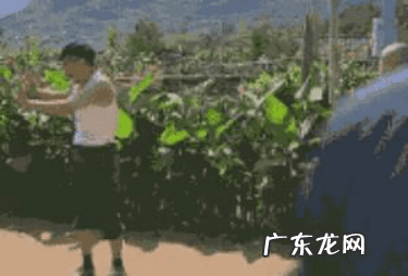 腐烂巨人观 腐败巨人观