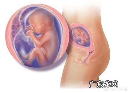 怀孕几个月可以算到了孕中期呢?