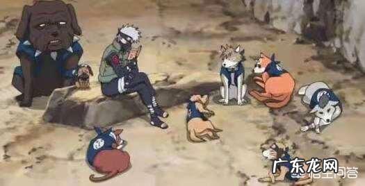 《火影忍者》中旗木卡卡西的通灵兽“八忍犬”一直很神秘,它们有什么特殊能力呐?