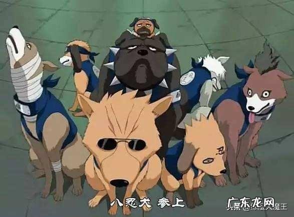 《火影忍者》中旗木卡卡西的通灵兽“八忍犬”一直很神秘，它们有什么特殊能力呐？